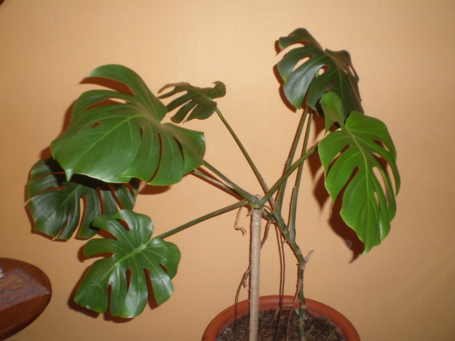 Rhaphidophora tetrasperma (мини монстера)