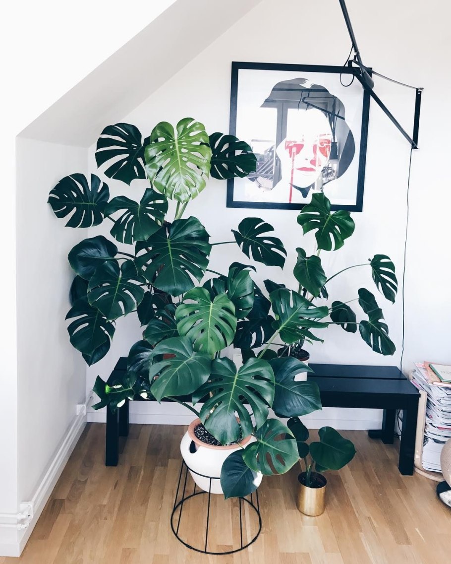 Монстера 27/150