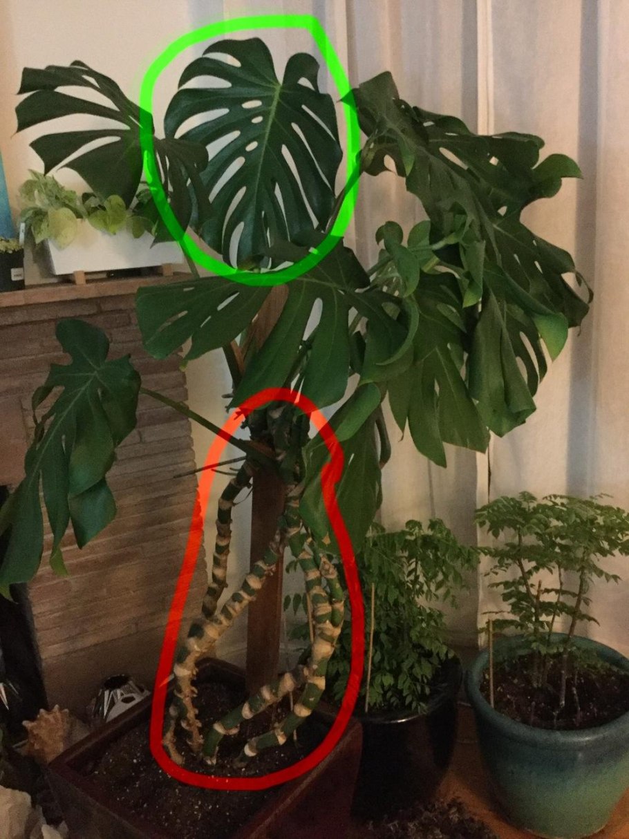 Монстера обликва манки Маск