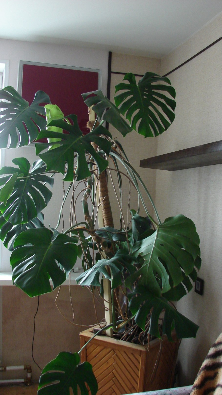 Монстера адансони