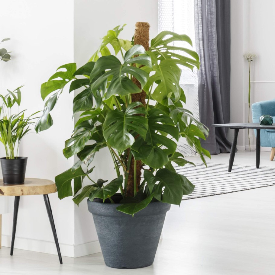 Монстера Адансона Лиана 128см