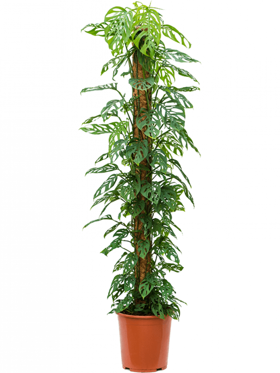 Монстера трневер Хендерсон