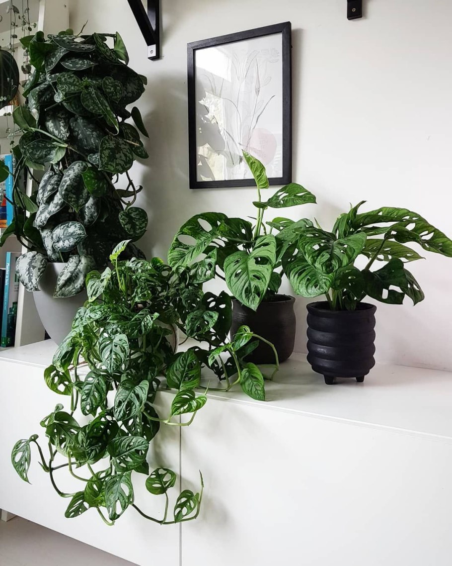 Монстера ампельная