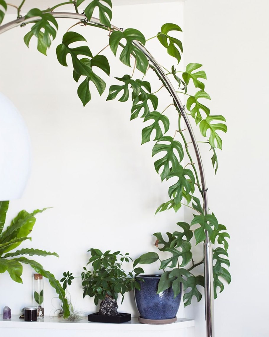 Омолаживание монстеры