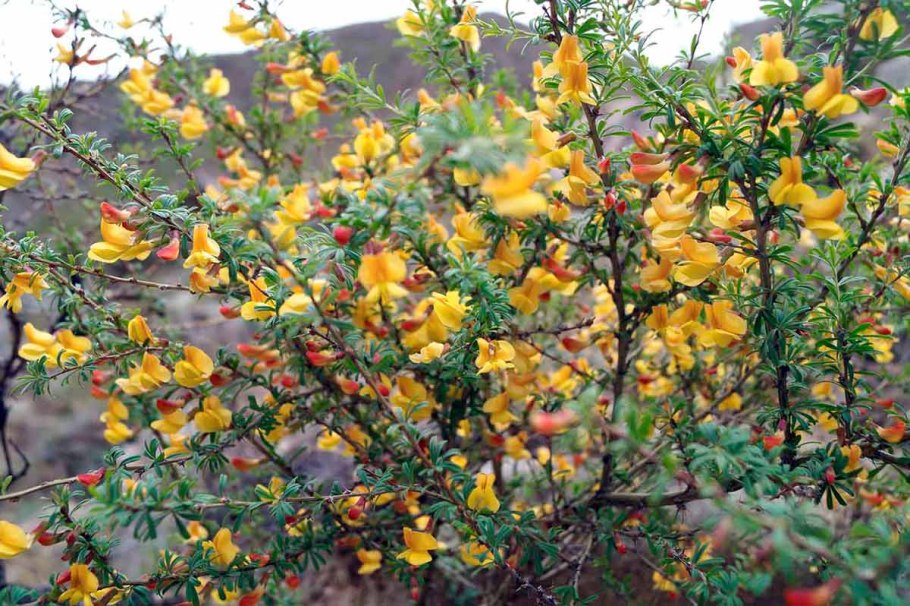 Карагана Алтайская