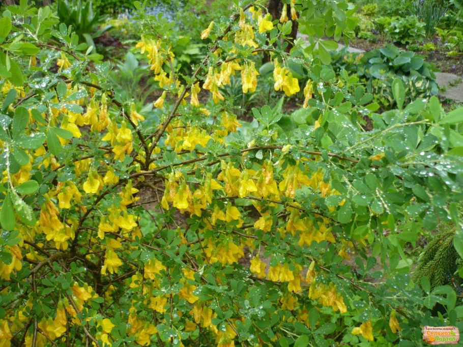 Акация карагана