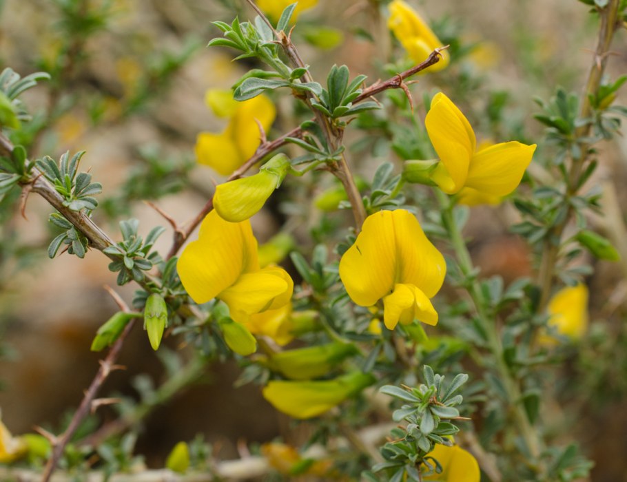 Карагана древовидная Пендула