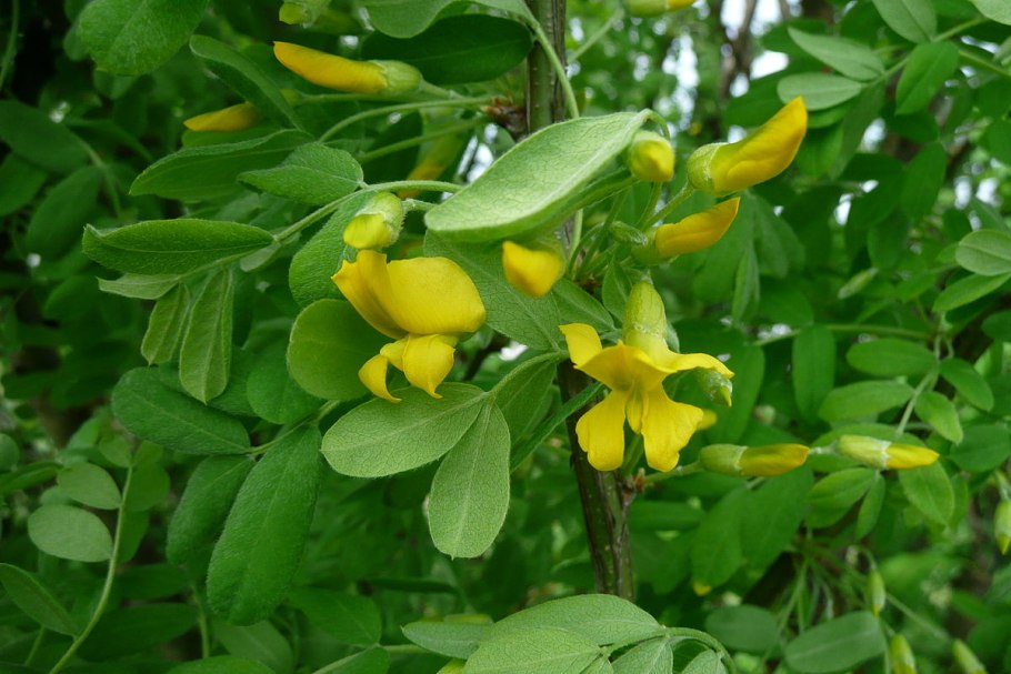 Карагана Акация древовидная Caragana arborescens