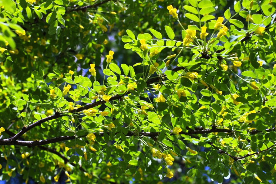 Карагана древовидная (Caragana arborescens)