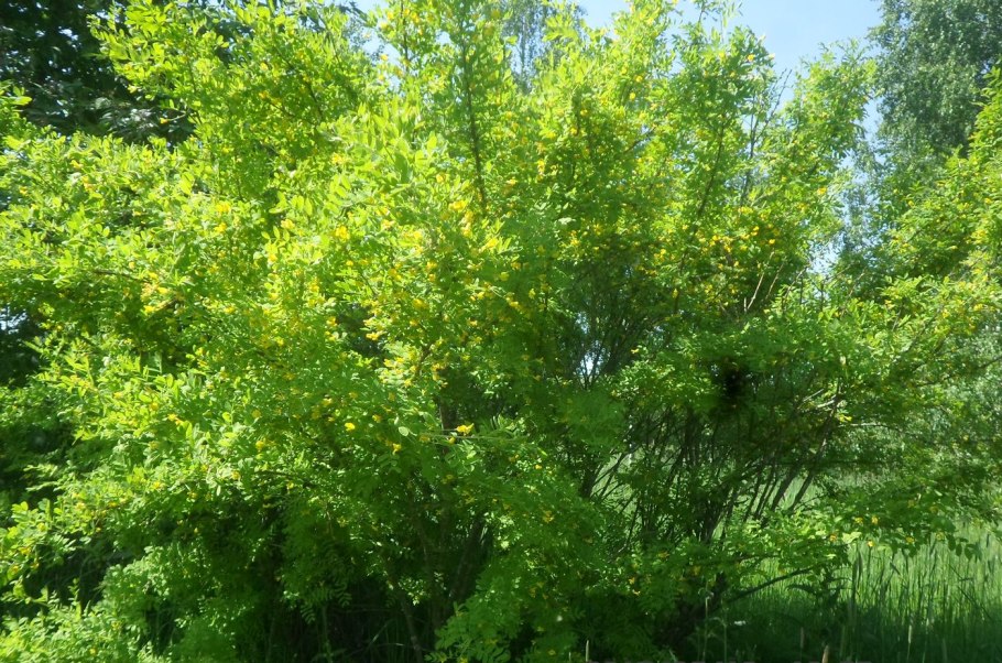 Карагана Пендула