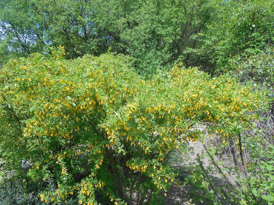 Карагана Чилига