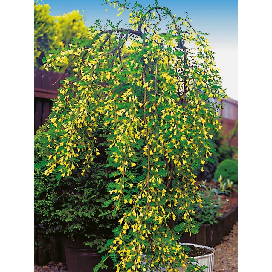 Карагана древовидная Lorbergii