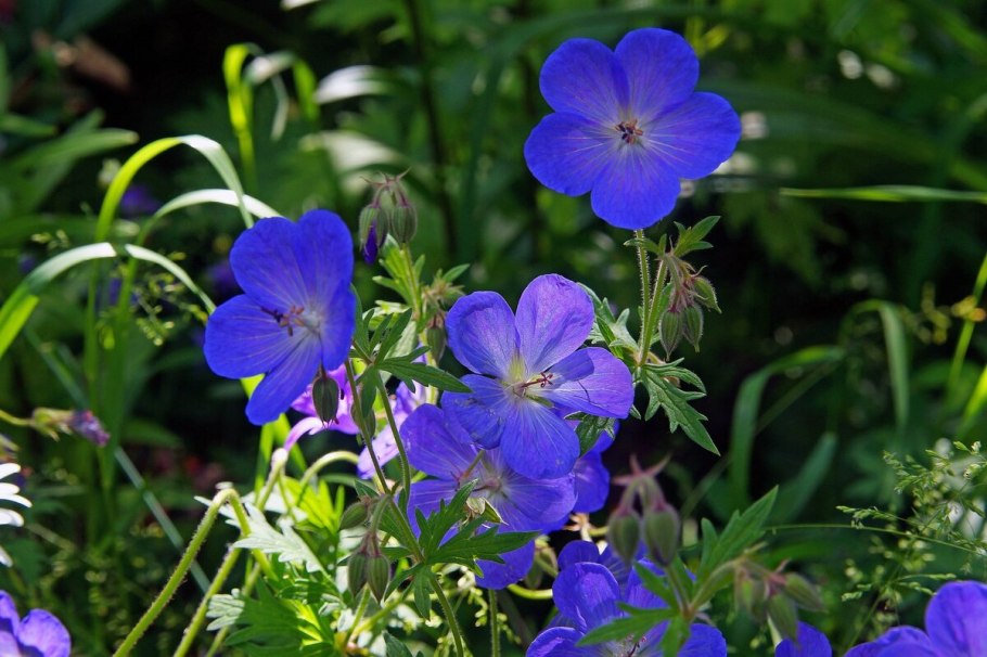 Geranium pratense рисунок