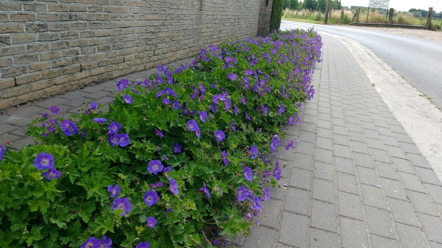 Герань Садовая махровая
