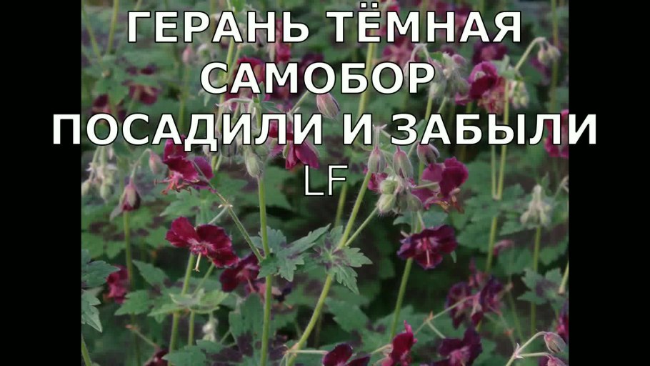 Герани садовые и луговые