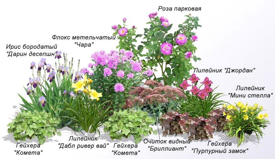 Герань Садовая