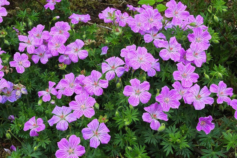 Geranium sylvaticum
