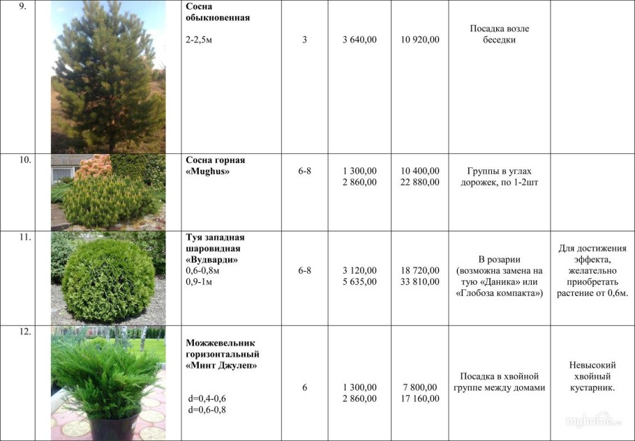 Герань Луговая купить семена