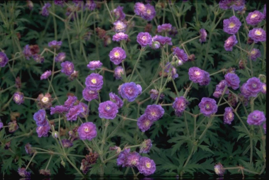 Герань Луговая Geranium pratense ‘Summer Skies’