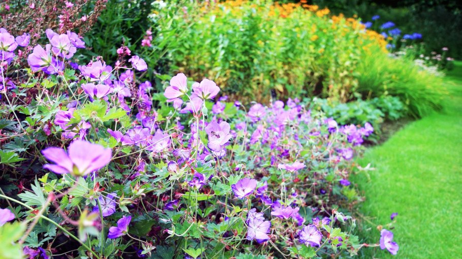 Герань гибридная Brookside Geranium hybride Brookside