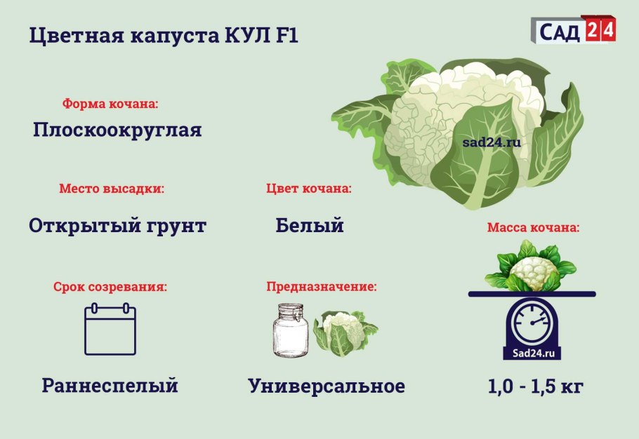 Культурное белокочанная растение капуста