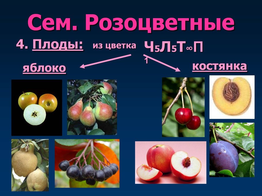 Шиповник представитель семейства розоцветных