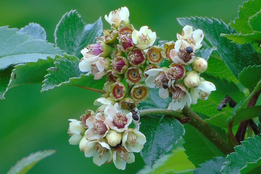 Rosaceae семейство