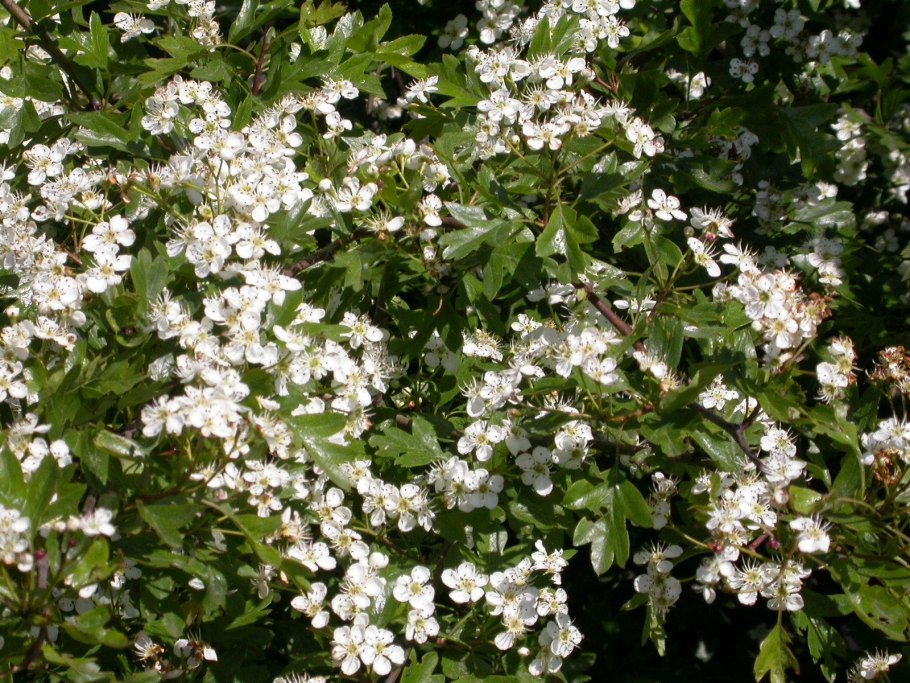 Розовоцветные кустарник