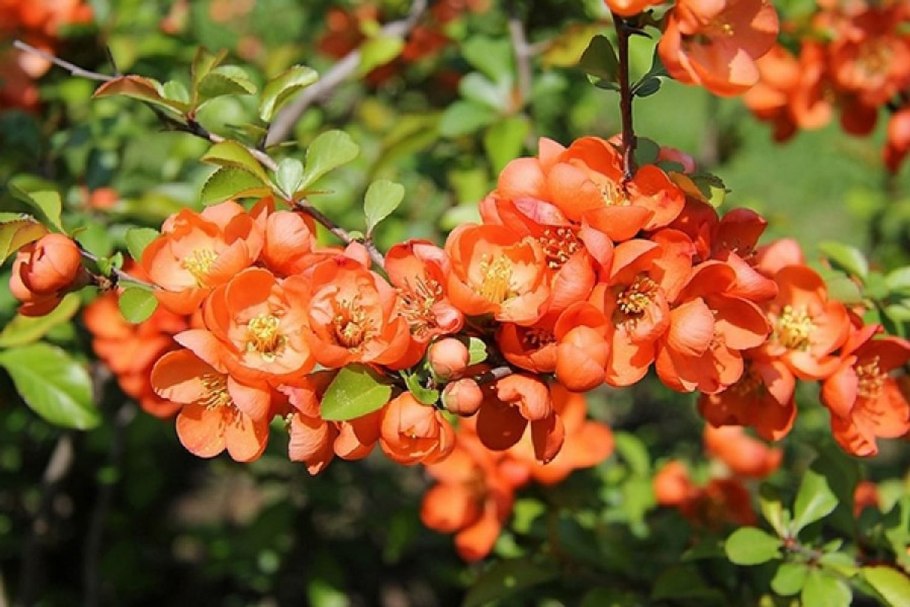 Rosaceae семейство