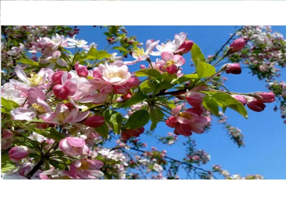 Rosaceae Розоцветные