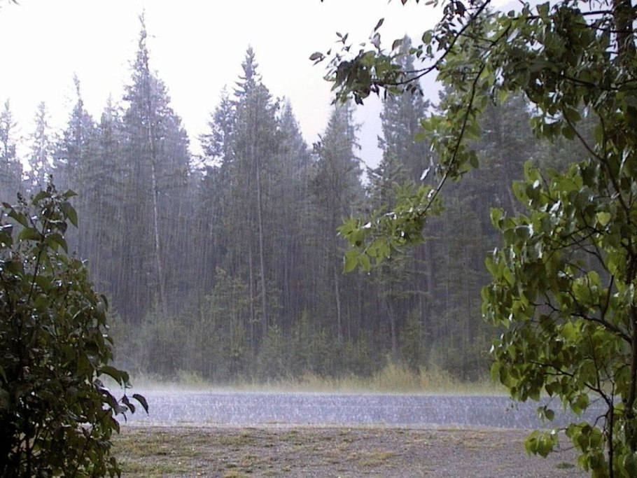 Лес и влага