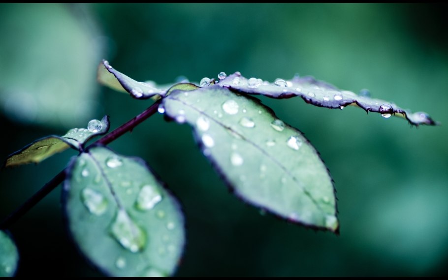 Хвойный лес дымка