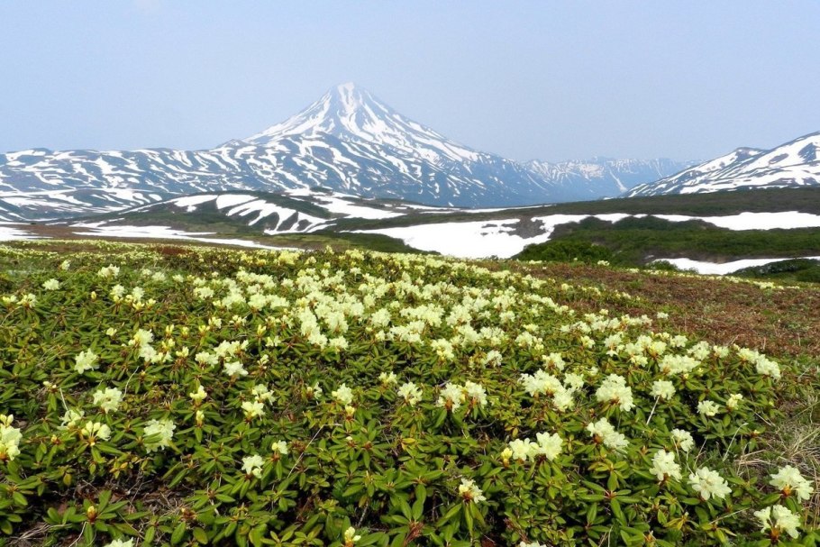 Горная тундра Камчатки