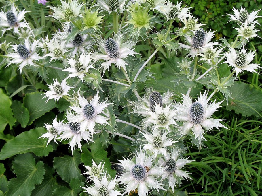 Мордовник обыкновенный (Echinops ritro)