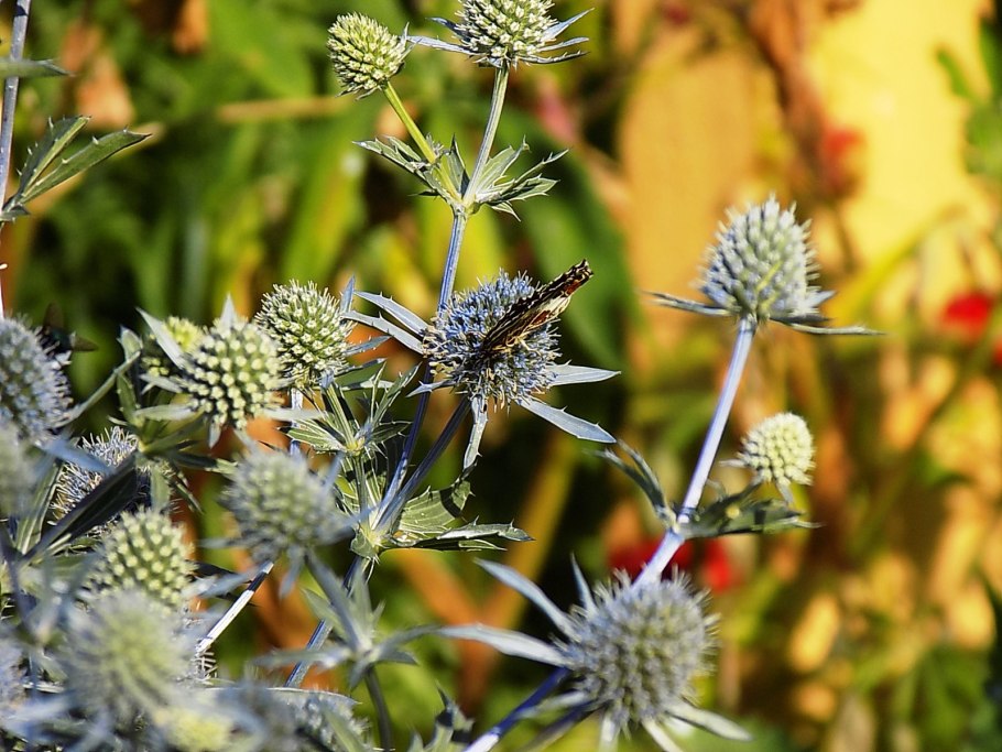 Синеголовник (Eryngium)