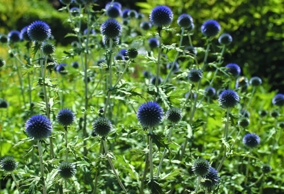 Eryngium leavenworthii