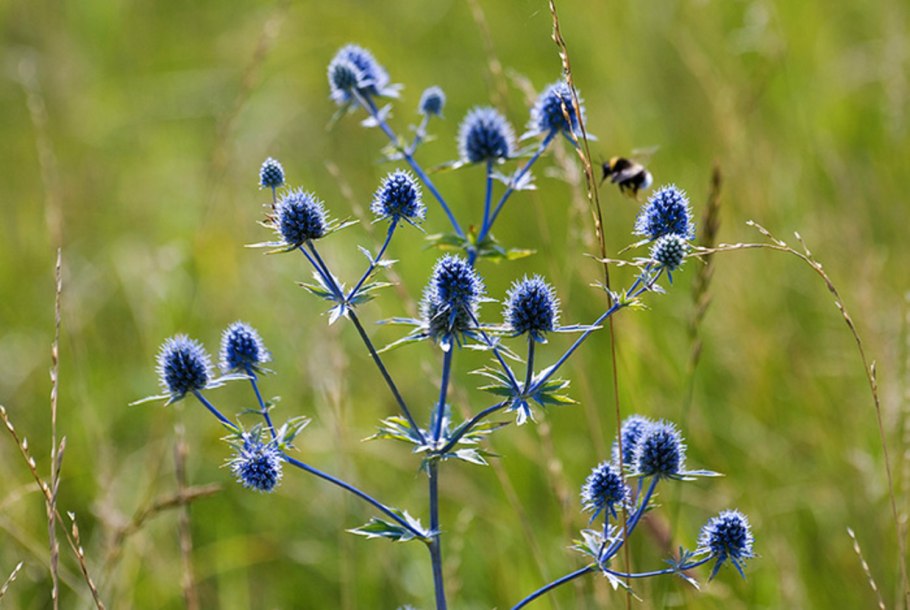 Мордовник обыкновенный (Echinops ritro)