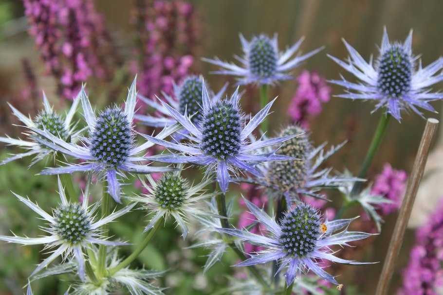 Синеголовник (Eryngium)