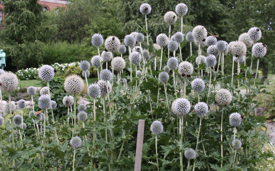 Синеголовник (Eryngium)