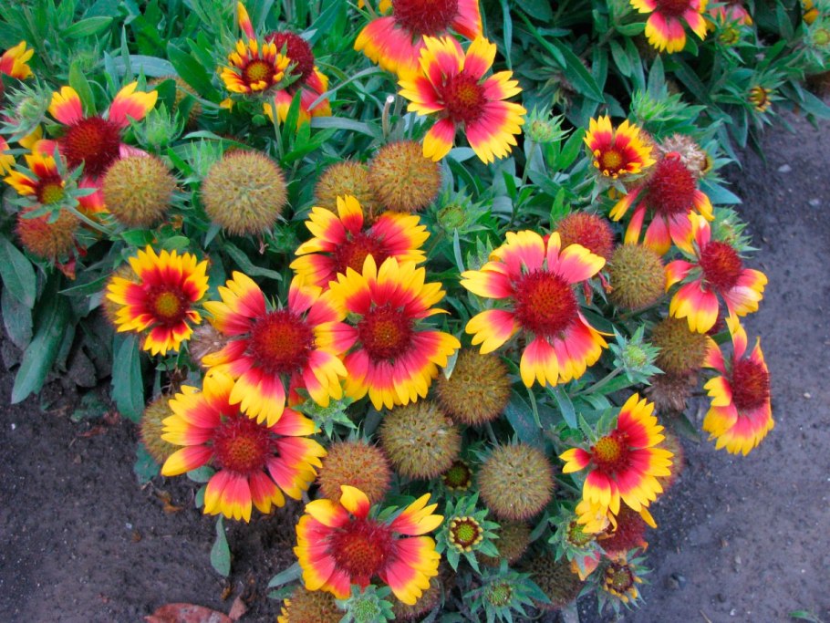 Гайлардия Монтана