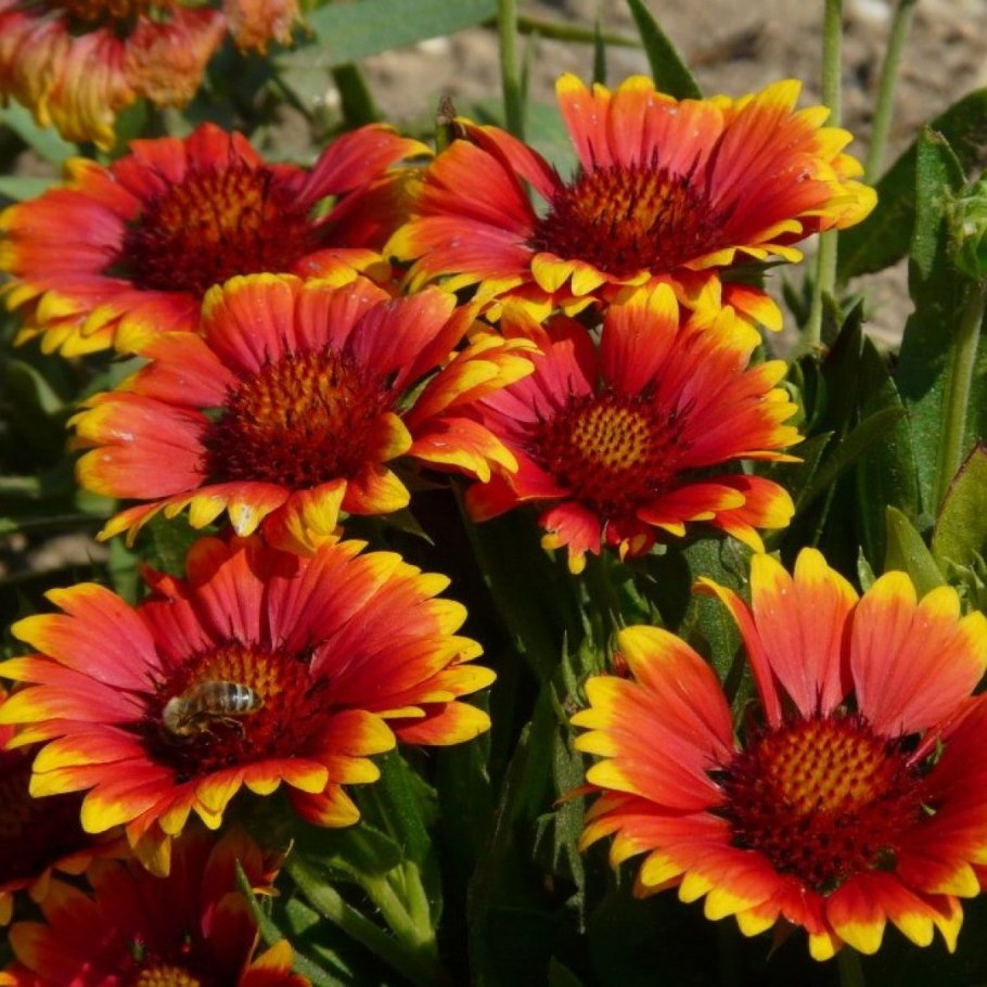 Гайлардия грандифлора Аризона