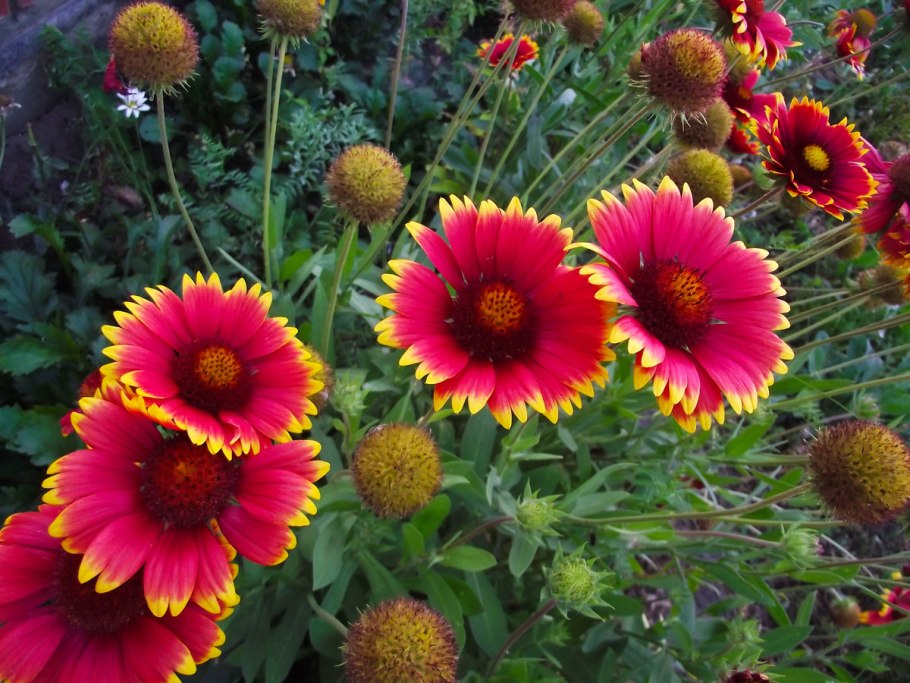 Гайлардия остистая Гелиос