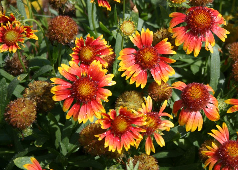 Гайлардия многолетняя Аризона