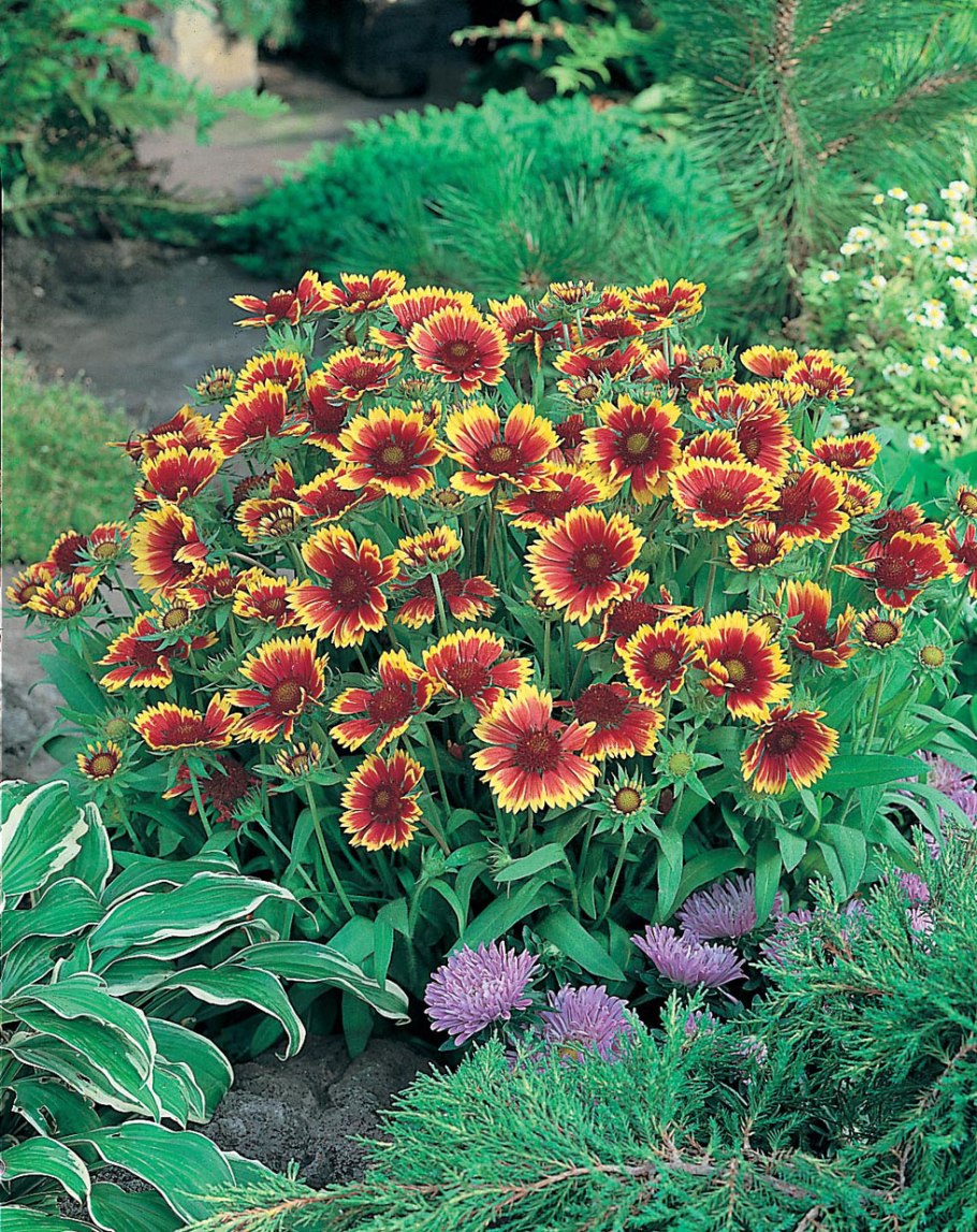 Гайлардия Кобольд