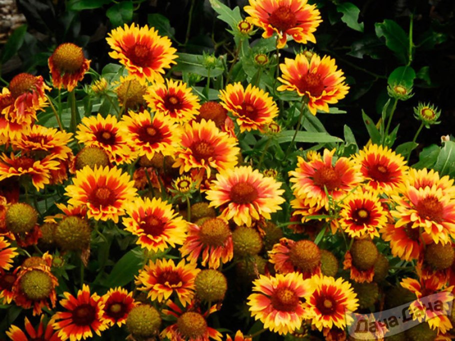 Гайллардия гибридная Кобольд