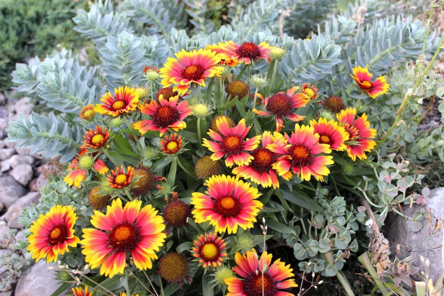 Гайлардия остистая