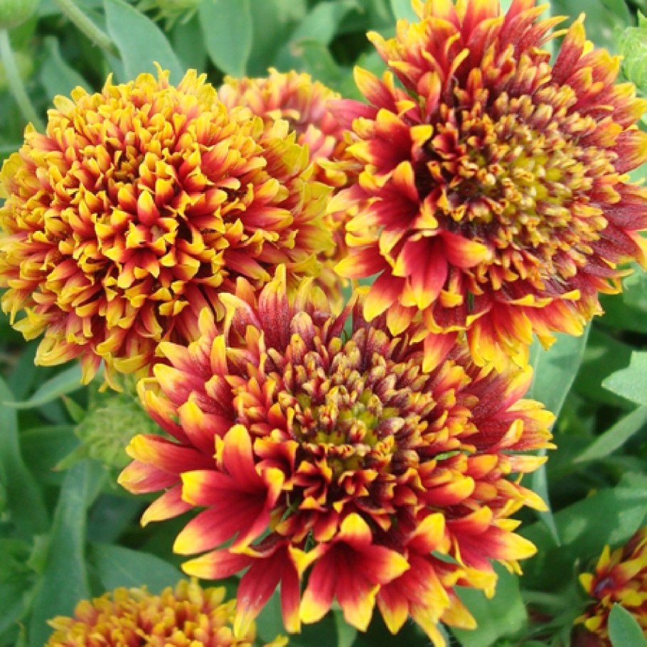 Гайлардия Лоренциана многолетняя