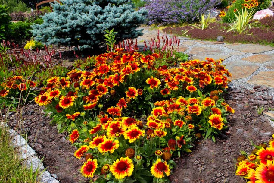 Гайлардия цветок многолетник