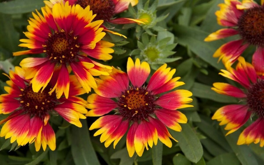 Гайлардия гибридная