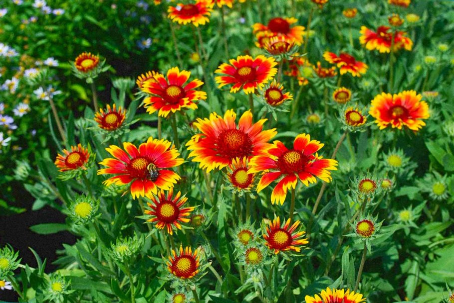 Гайлардия грандифлора